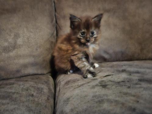 Raszuivere maine coon kittens, Dieren en Toebehoren, Katten en Kittens | Raskatten | Langhaar, Meerdere dieren, 0 tot 2 jaar, Ontwormd