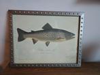 Gosta Sundman Chromolitho's - Zalmforel & Snoek, Antiek en Kunst, Ophalen