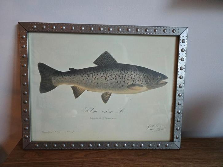 Gosta Sundman Chromolitho's - Zalmforel & Snoek, Antiek en Kunst, Curiosa en Brocante, Ophalen