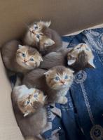 Britse korthaar en langhaar (scottish) kittens, Dieren en Toebehoren, Poes, Ontwormd, 0 tot 2 jaar