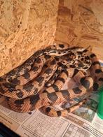 Koppel pituophis melanoleucus melanoleucus koop of ruil, Dieren en Toebehoren, Reptielen en Amfibieën, Slang, 3 tot 6 jaar