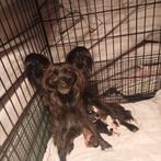 Chihuahua x vlinderhondje mix puppies, Dieren en Toebehoren, Overige rassen, Meerdere dieren, Eén hond, Nederland