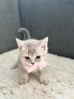 Lief Brits Korthaar Kittens te koop – Prachtige Vrouwelij, Dieren en Toebehoren, Katten en Kittens | Raskatten | Korthaar, Poes
