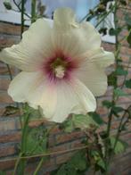 BIOLOGISCH ZAAD STOKROOS WIT / CREME MET ROZE HART, Ophalen of Verzenden, Volle zon, Zaad