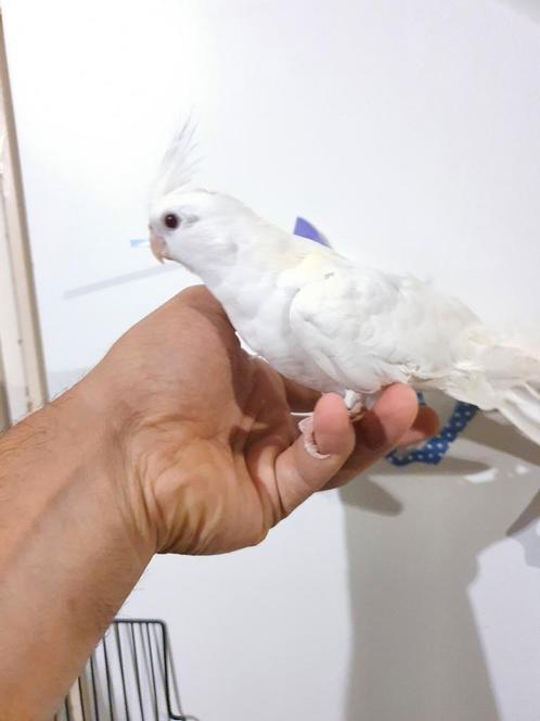 Tamme valkparkiet, Dieren en Toebehoren, Vogels | Parkieten en Papegaaien