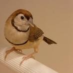 Koppels Bichenow Astrilde. Beige, Dieren en Toebehoren, Vogels | Overige Vogels, Meerdere dieren, Tropenvogel