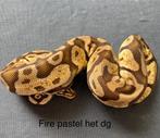 Fire Pastel het Desert Ghost vrouw koningspython ballpython, Slang