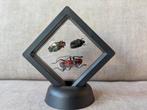 Frame met 3 insecten, Verzamelen, Ophalen of Verzenden, Zo goed als nieuw, Hert, Beeldje of Figuurtje