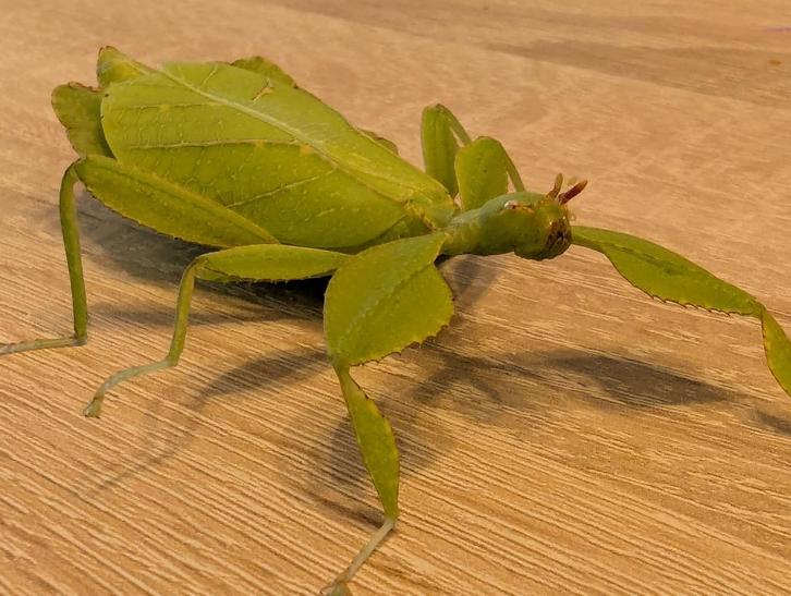 Nymphen wandelend blad & tak, Dieren en Toebehoren, Insecten en Spinnen, Wandelende tak