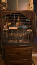 Tamme pyrhurra ongeveer een jaar oud, Dieren en Toebehoren, Ophalen, Zo goed als nieuw, Hout, Vogelkooi