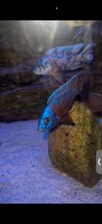 Aulonocara red flush tri 1m/2v malawi, Vis