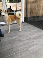 Japanse Akita Teef 7 maanden oud sociaal, Dieren en Toebehoren, Honden | Poolhonden, Keeshonden en Oertypen, Rabiës (hondsdolheid)