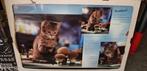 Poster kitten poes nieuw Verzendkosten koper9, Ophalen of Verzenden, Nieuw