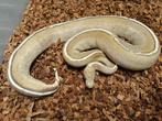 Python Regius 1.0 cinnamon fire freeway nk 22, Slang