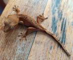 Wimpergekko jong superdalmatian, Dieren en Toebehoren, Reptielen en Amfibieën, Hagedis
