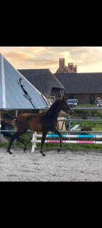 NACHO hengstveulen VIGGO J.S, Dieren en Toebehoren, Paarden, Minder dan 160 cm, Niet van toepassing, Dressuurpaard, 0 tot 2 jaar