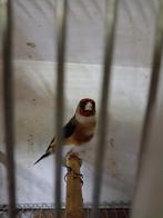 te koop bloem putters van 2025 ik 5 koppels