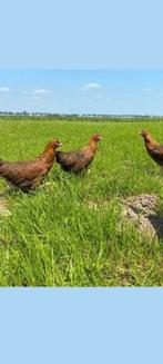 Kriel kippen, Dieren en Toebehoren, Pluimvee, Vrouwelijk, Kip