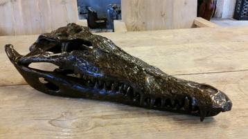 Brons / SCHEDEL van een KROKODIL / nieuw/ €149,- beschikbaar voor biedingen