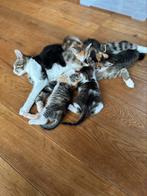 Kittens, schildpad, cypers, zwart, Dieren en Toebehoren, Katten en Kittens | Overige Katten, Meerdere dieren