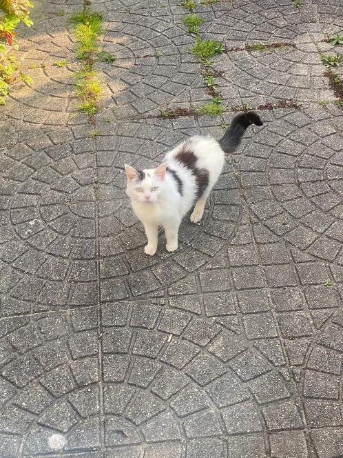 Kater Billy zoekt een boerderij, Dieren en Toebehoren, Katten en Kittens | Overige Katten, Kater