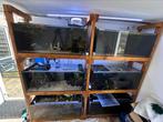 Mooie aquariumstelling met 6x 100x40x40 bakken te koop, Dieren en Toebehoren, Vissen | Aquaria en Toebehoren, Ophalen of Verzenden