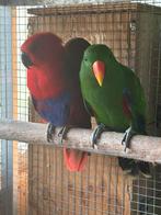 Koppel edel papegaaien 2024 geringd onverwant, Dieren en Toebehoren, Vogels | Parkieten en Papegaaien, Meerdere dieren, Papegaai