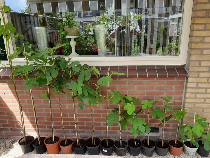Vijgenboom voor heerlijke vijgen, Tuin en Terras, Planten | Fruitbomen, Vijgenboom, 100 tot 250 cm, Ophalen