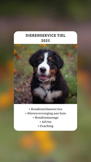 Hondenuitlaatservice Dierenverzorging Hondenmassage Coaching beschikbaar voor biedingen