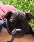 Staffordshire bull terriër reutje, Dieren en Toebehoren, Honden | Jack Russells en Terriërs, Particulier, Rabiës (hondsdolheid)