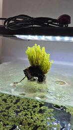 Distichophyllum mos aan kienhout planten aquarium, Ophalen of Verzenden, Nieuw, Plant(en), Steen of Hout