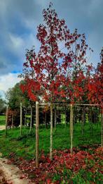 Liquidambar styraciflua 'Worplesdon' (Amberboom)🌿🍁, Ophalen