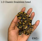 1.0 Classic Scaleless head NK24, Dieren en Toebehoren, Reptielen en Amfibieën, Slang