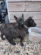 Hollandse / Mechelse herder pups, 8 tot 15 weken, Meerdere, Meerdere dieren, Herder