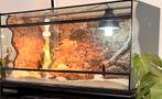 Allterra Terrarium 100x50x50 cm + Jonge Baardagaam, Ophalen, Zo goed als nieuw