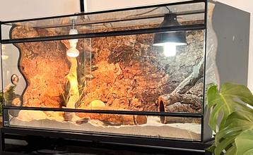Allterra Terrarium 100x50x50 cm + Jonge Baardagaam beschikbaar voor biedingen