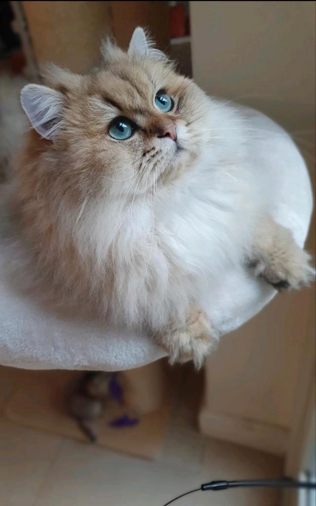 DEKKATER BritsLanghaar Stamboom Black Gold incl FivFelv test, Dieren en Toebehoren, Katten en Kittens | Dekkaters