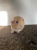 Leuke cavia koppel, Dieren en Toebehoren, Cavia, Juni, Meerdere dieren, Tam