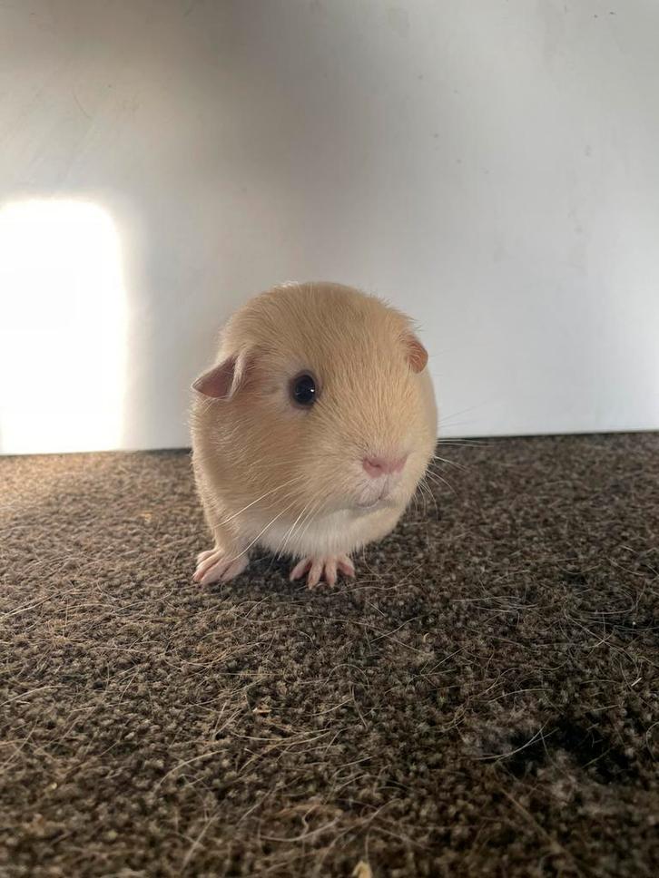 Leuke cavia koppel, Dieren en Toebehoren, Knaagdieren, Meerdere dieren, Cavia, Juni, Tam