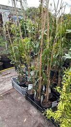 Groen blijvende clematis pst 14.95 bij2 of meer 12,50 pst, Ophalen, Vaste plant, Halfschaduw, Klimplanten