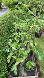 Vijgenbomen te koop in allerlei modellen!, Ophalen, Minder dan 100 cm, Volle zon, In pot