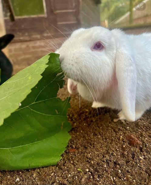 Lieve NHD Voedster, Dieren en Toebehoren, Konijnen, Dwerg, Vrouwelijk, 3 tot 5 jaar