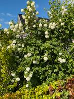 Bomen en heesters, grote exemplaren, Tuin en Terras, Planten | Bomen, Ophalen, Zomer, Volle zon, 400 cm of meer