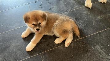 Japanse Akita Inu teefjes pups beschikbaar voor biedingen