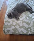 Britse korthaar, Dieren en Toebehoren, Katten en Kittens | Raskatten | Korthaar, Kater, Gechipt, 0 tot 2 jaar