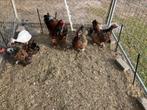 Zeer mooii Bramha kippen en hanen, Dieren en Toebehoren, Pluimvee, Meerdere dieren, Kip