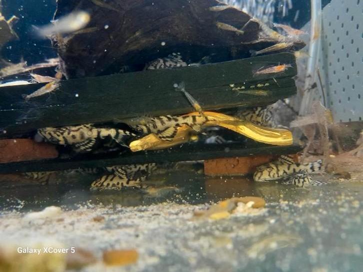 L236 Hypancistrus sp. SW en SY jongen, Dieren en Toebehoren, Vissen | Aquariumvissen, Vis