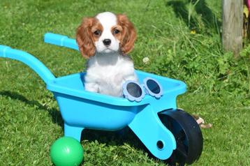 Cavalier King Charles spaniel  pups beschikbaar voor biedingen