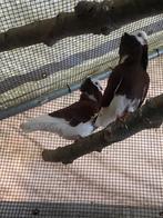 Oud hollandse kapucijner koppel, Meerdere dieren, Overige soorten