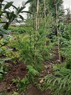 Cryptomeria japonica gestokt 80/100cm Japanse ceder of cipre, Ophalen